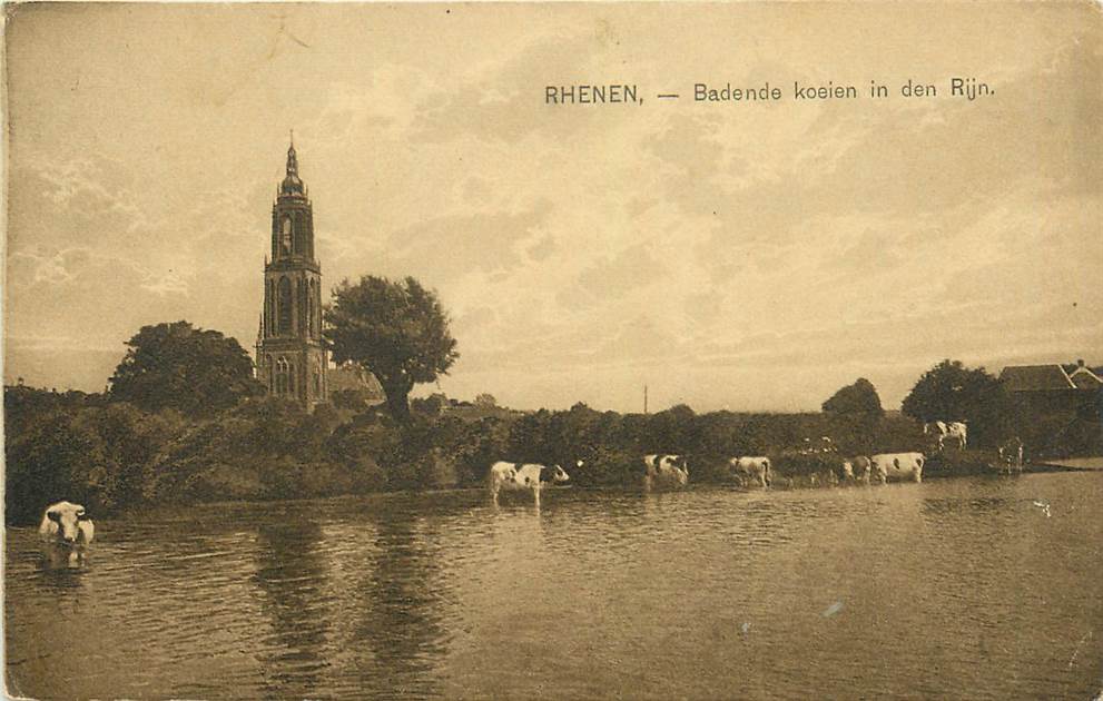 Rhenen Badende koeien in den Rijn