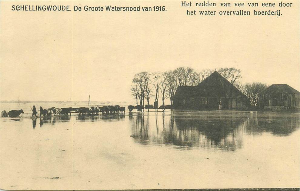 Schellingwoude Het redden van vee van eene door het water overvallen boerderij Watersnood 1916