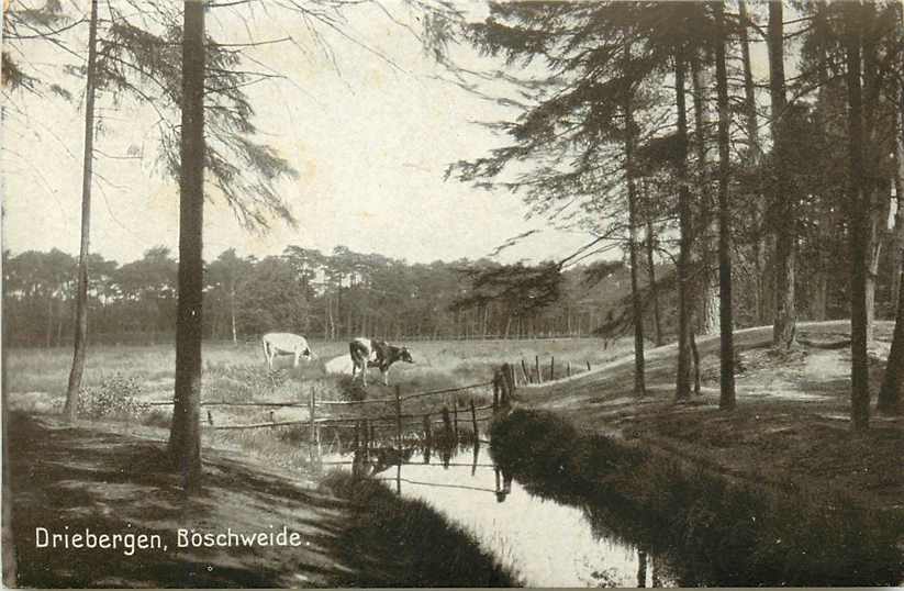 Driebergen Boschweide