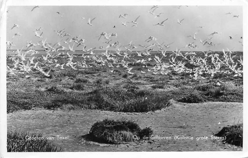 Texel Op De Schorren grote Sterns