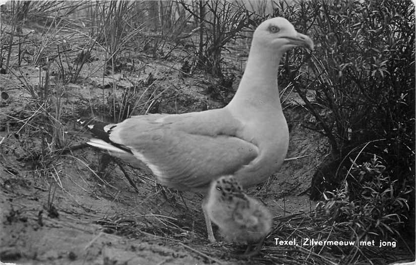 Texel Zilvermeeuw