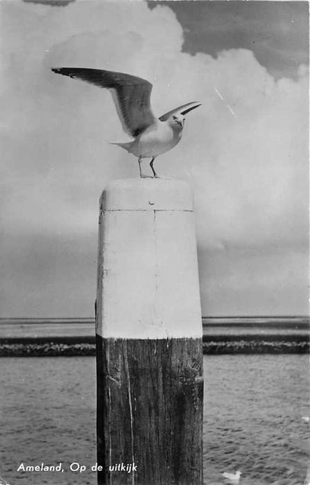 Ameland Op de uitkijk