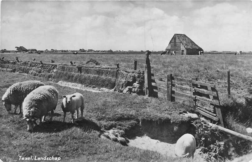 Texel