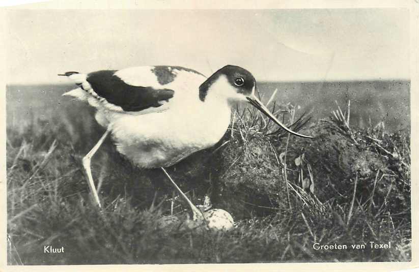 Texel Kluut