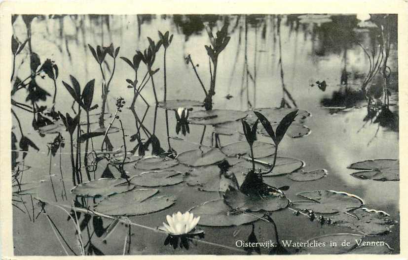 Oisterwijk Waterlelies in de Vennen