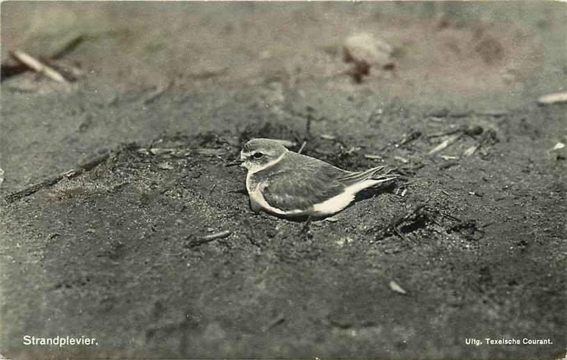 Texel Strandplevier