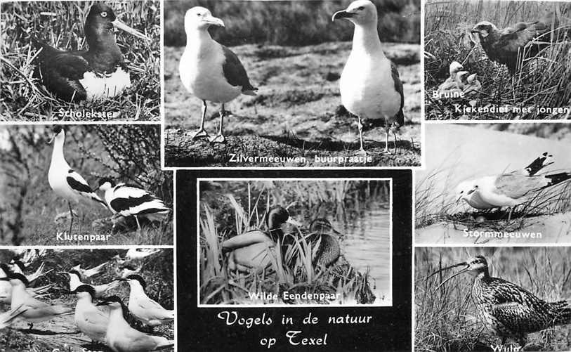 Texel Vogels in de natuur