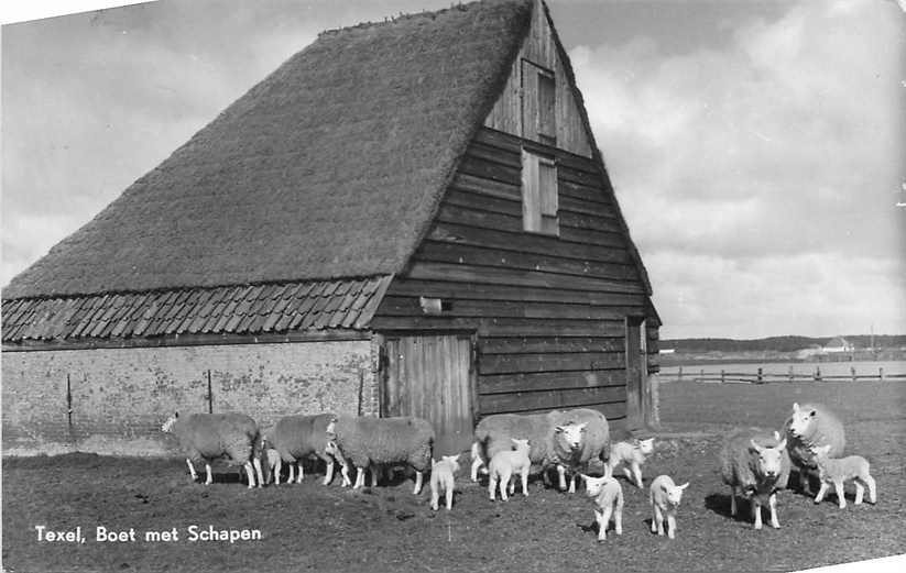 Texel Boet met Schapen