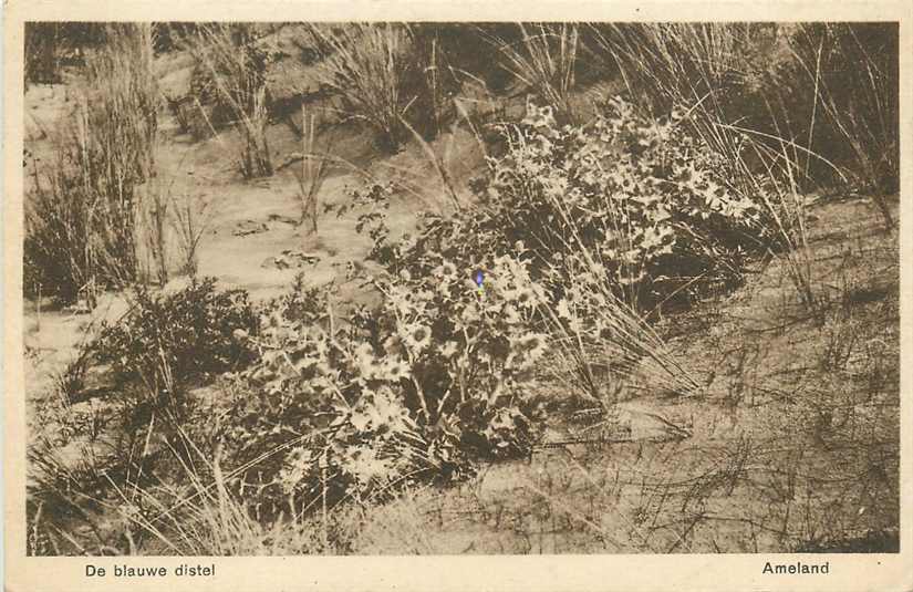 Ameland De Blauwe Distel