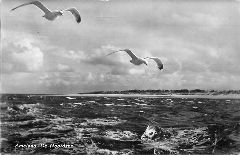 Ameland De Noordzee