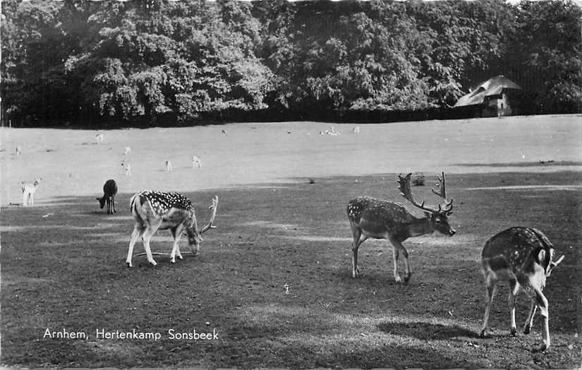 Arnhem Hertenkamp Sonsbeek