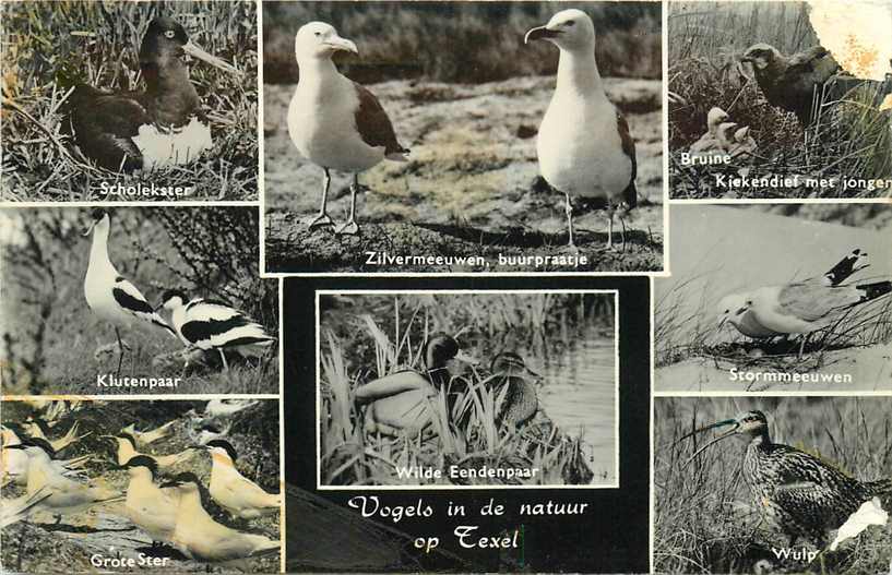 Texel  Vogels in de natuur