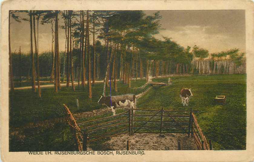 Rijsenburg Weide i h Rijsenburgsche Bosc