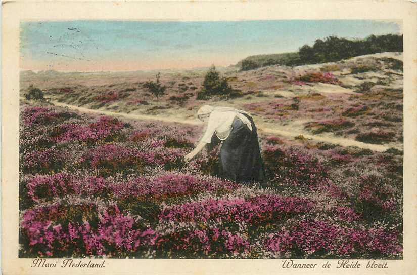 Mooi Nederland Wanneer de heide bloeit