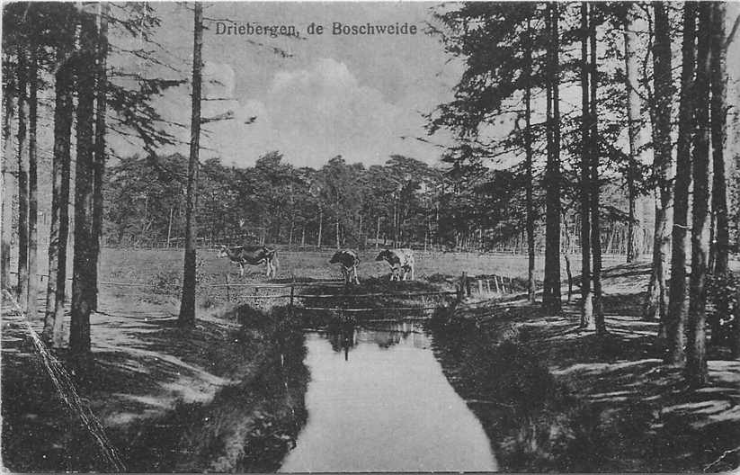 Driebergen De Boschweide