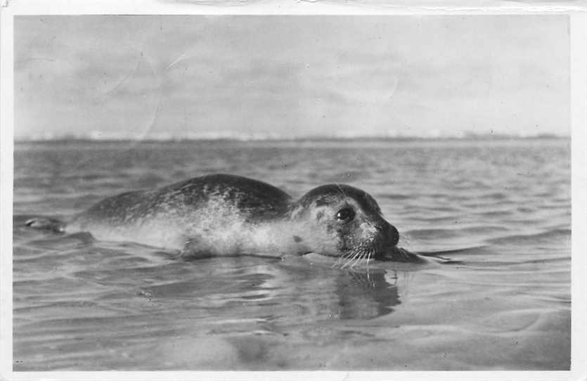 Texel Zonnende Zeehond