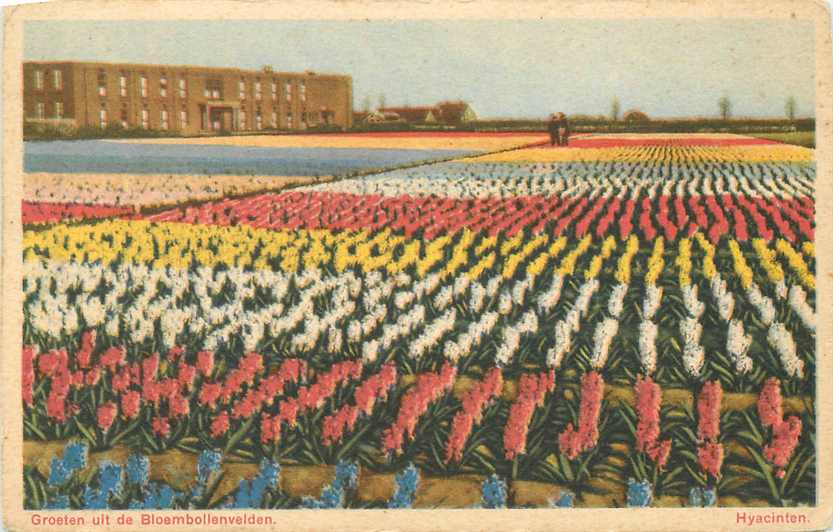 Bloembollenvelden