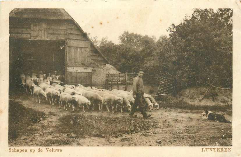 Lunteren Schapen op de Veluwe