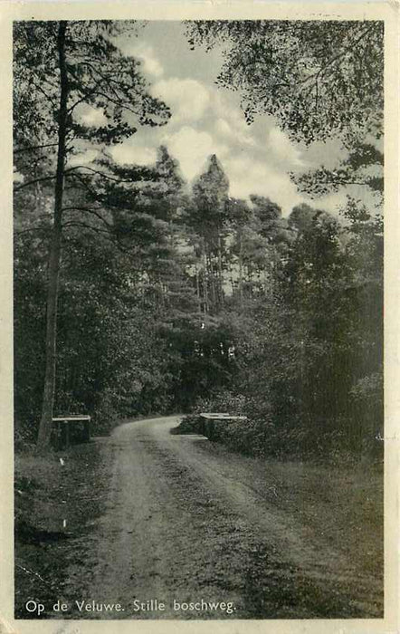 Op de Veluwe Stille Boschweg