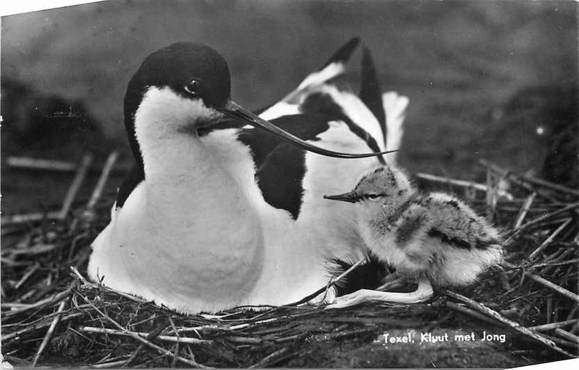 Texel Kluut