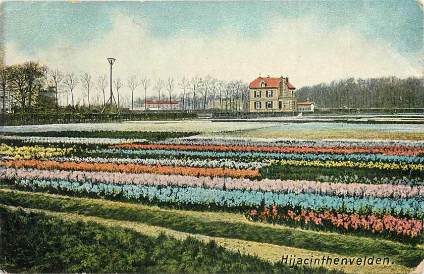 Hijacinthenvelden