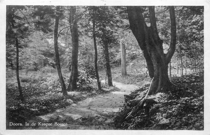 Doorn in de Kaapse Bossen