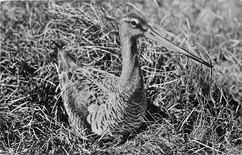 Noordhollands Duinreservaat