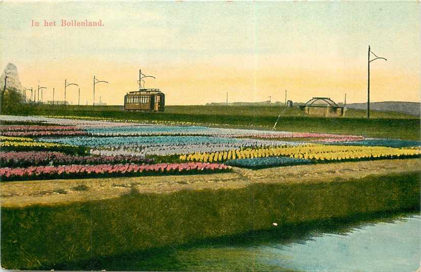 in het Bollenland