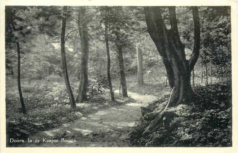 Doorn In de Kaapse Bossen