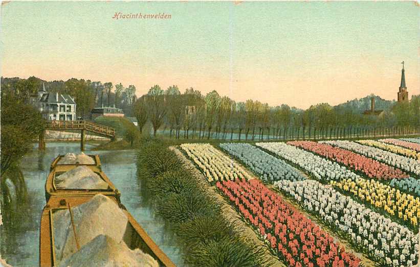 Hiacinthenvelden