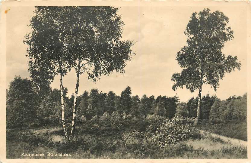 Doorn Kaapsche Bosschen