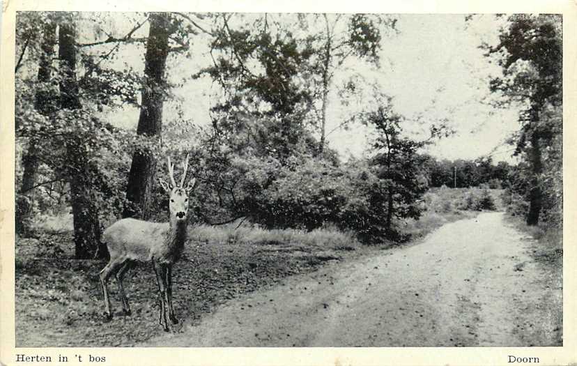 Doorn Herten in t Bos