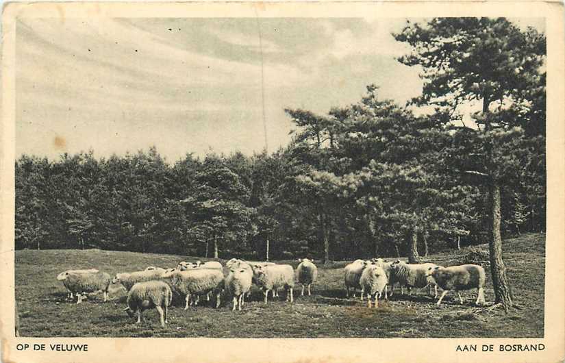 Veluwe Aan de bosrand