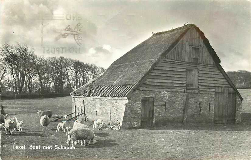 Texel Boet met Schapen