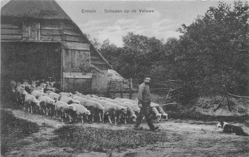 Ermelo Schapen op de Veluwe