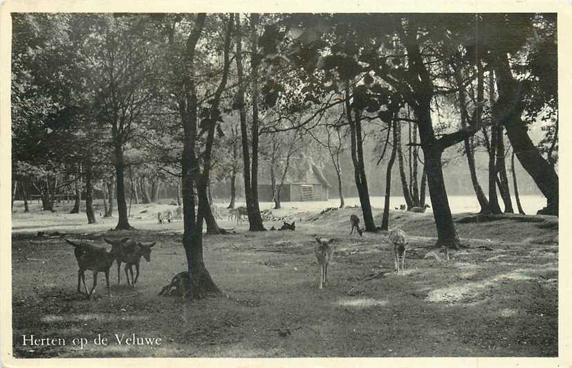 Veluwe Herten