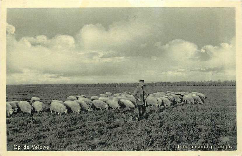 Op de Veluwe