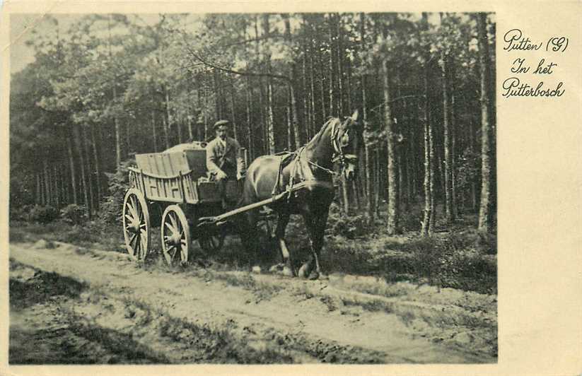 Putten in het Putterbosch