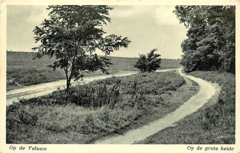 Op de Veluwe op de grote heide