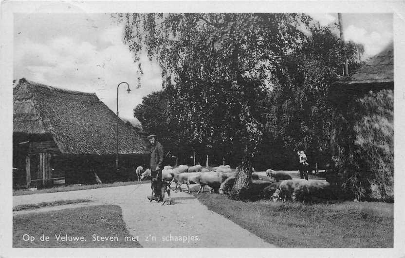 Veluwe Steven met zn Schaapjes