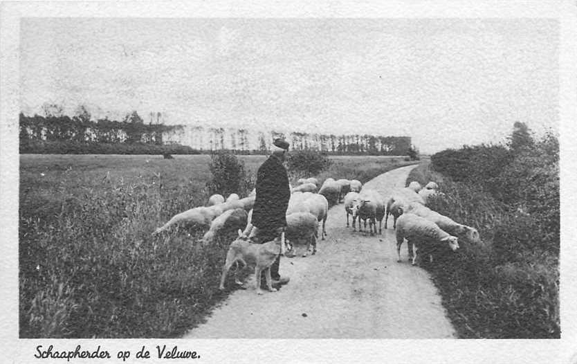 Op de Veluwe