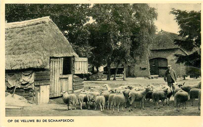 Op de Veluwe Bij de Schaapskooi