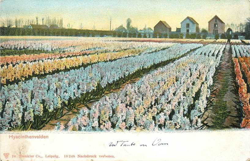 Nederland Hyacinthenvelden