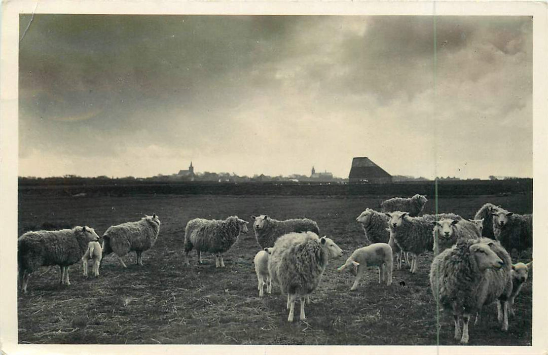 Texel Schapen