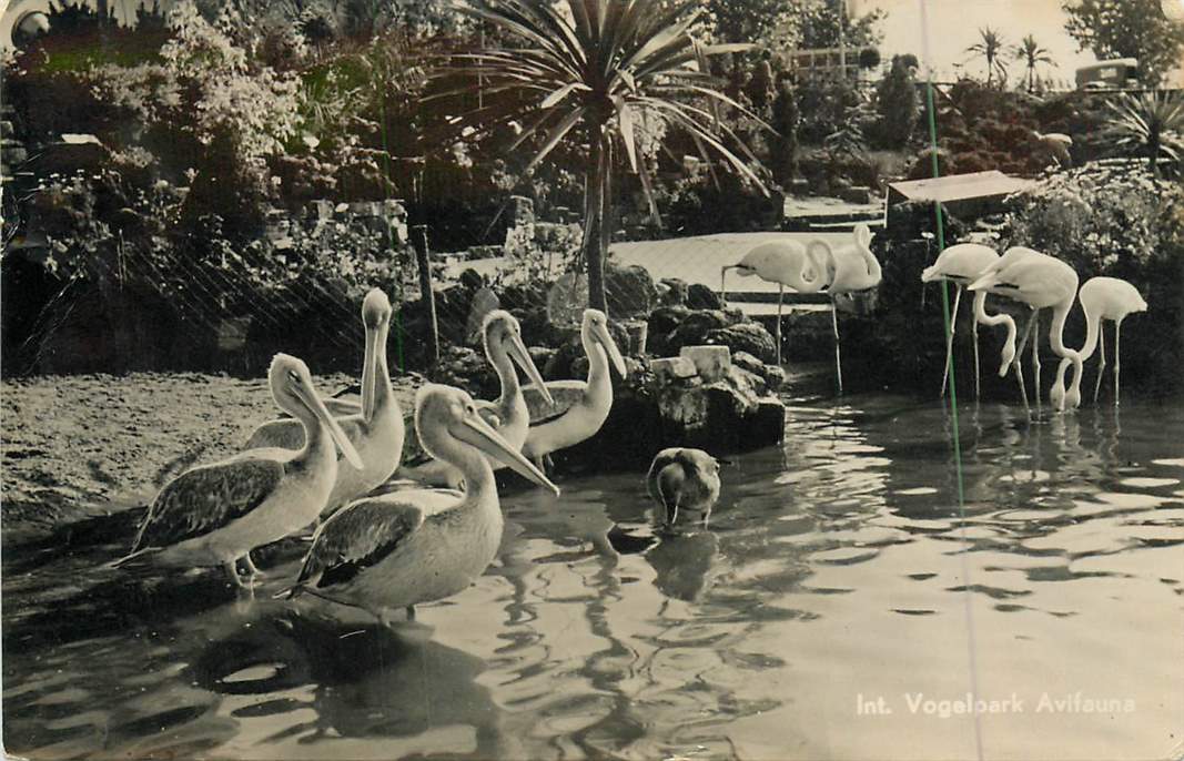 Alphen aan de Rijn Int. Vogelpark Avifauna