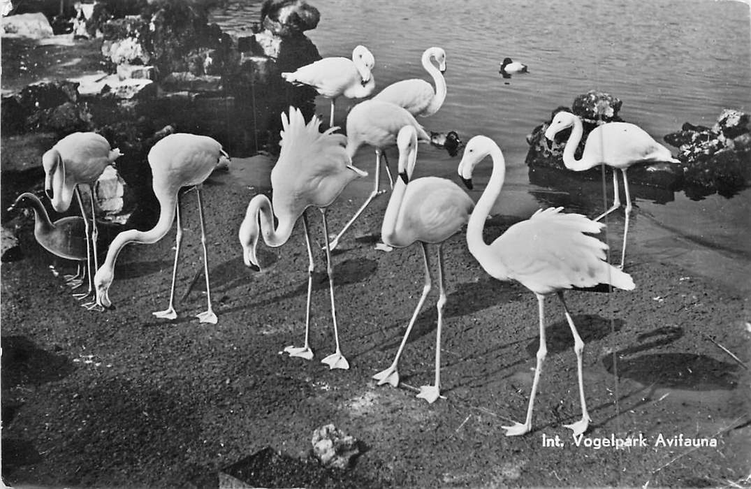 Alphen aan de Rijn Avifauna