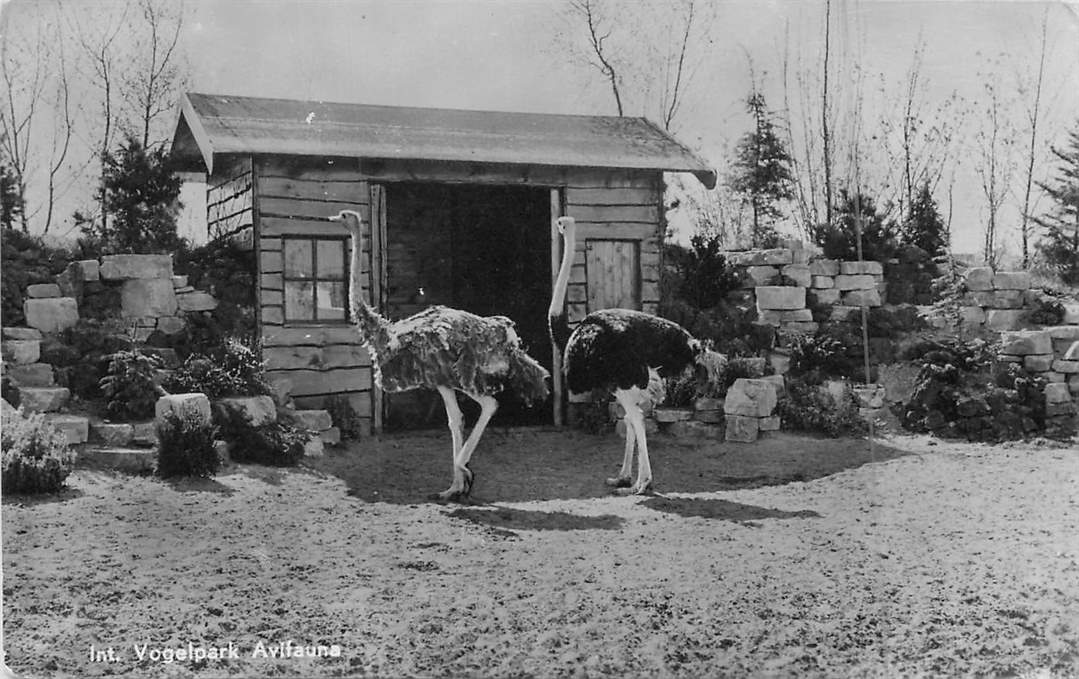 Alphen aan de Rijn Avifauna