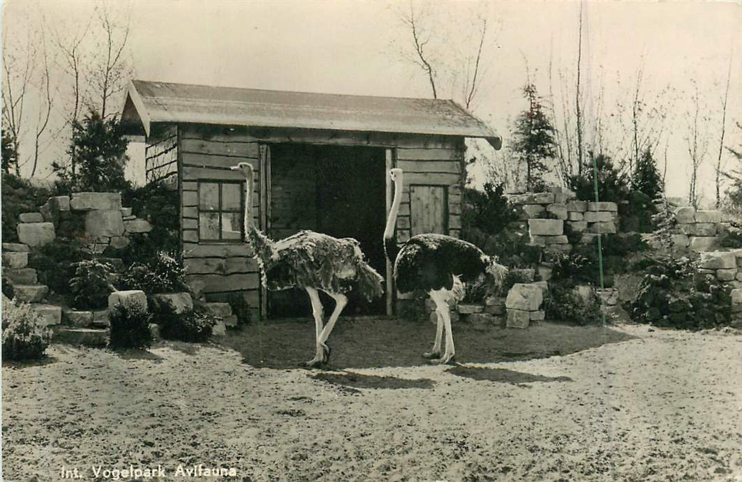 Alphen aan de Rijn Avifauna