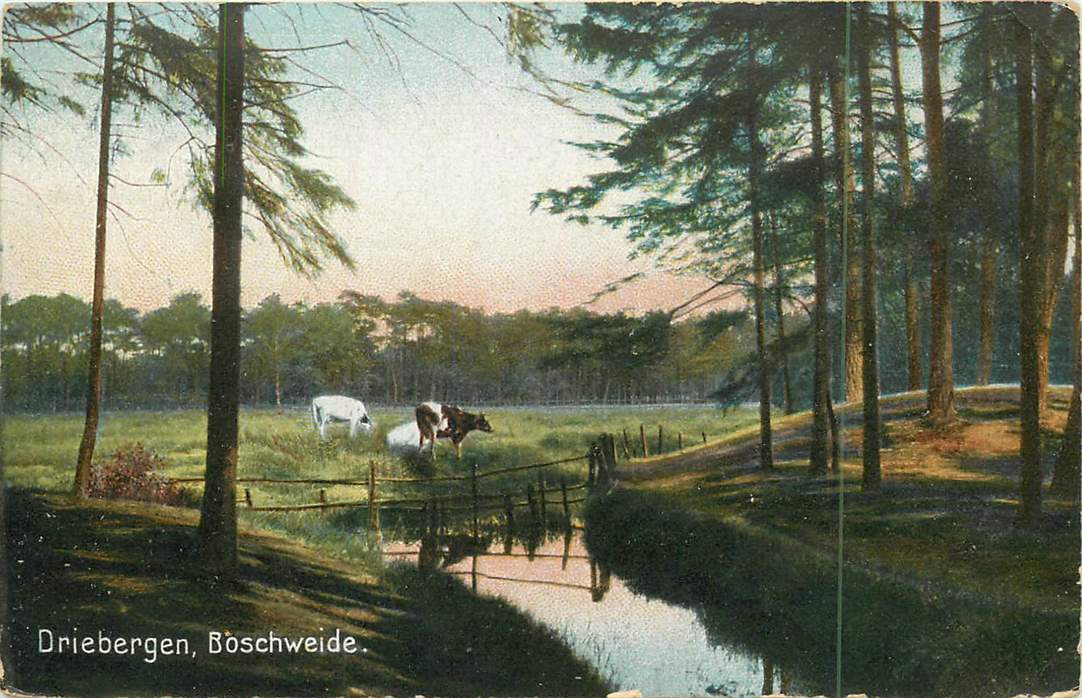 Driebergen Boschweide