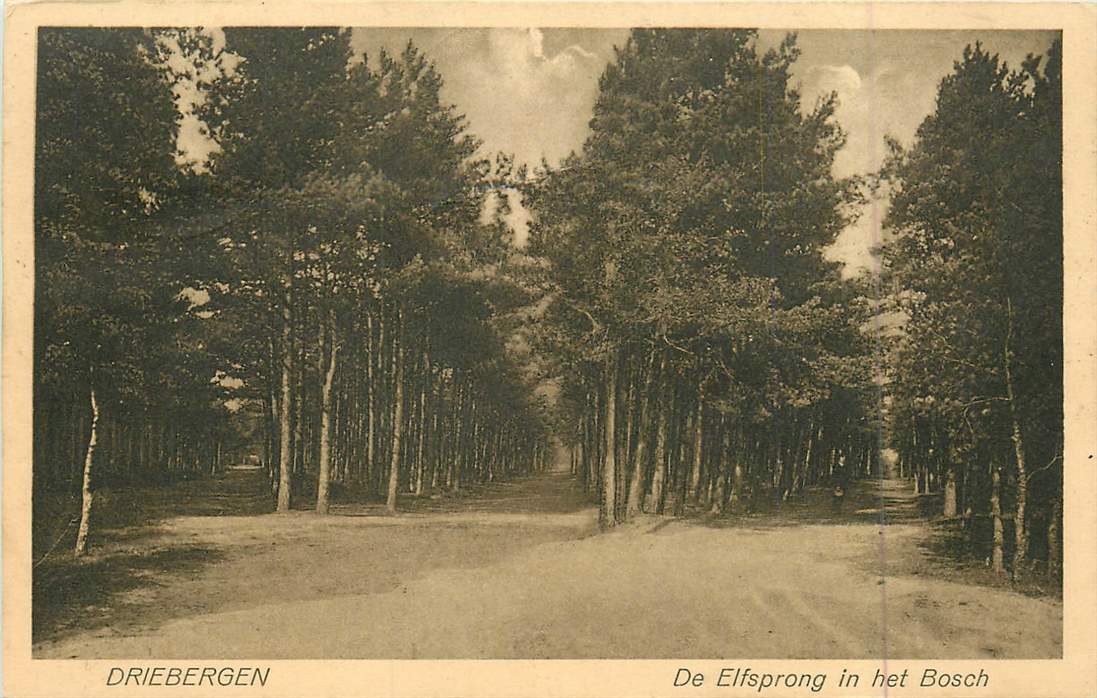 Driebergen De Elfsprong in het bosch